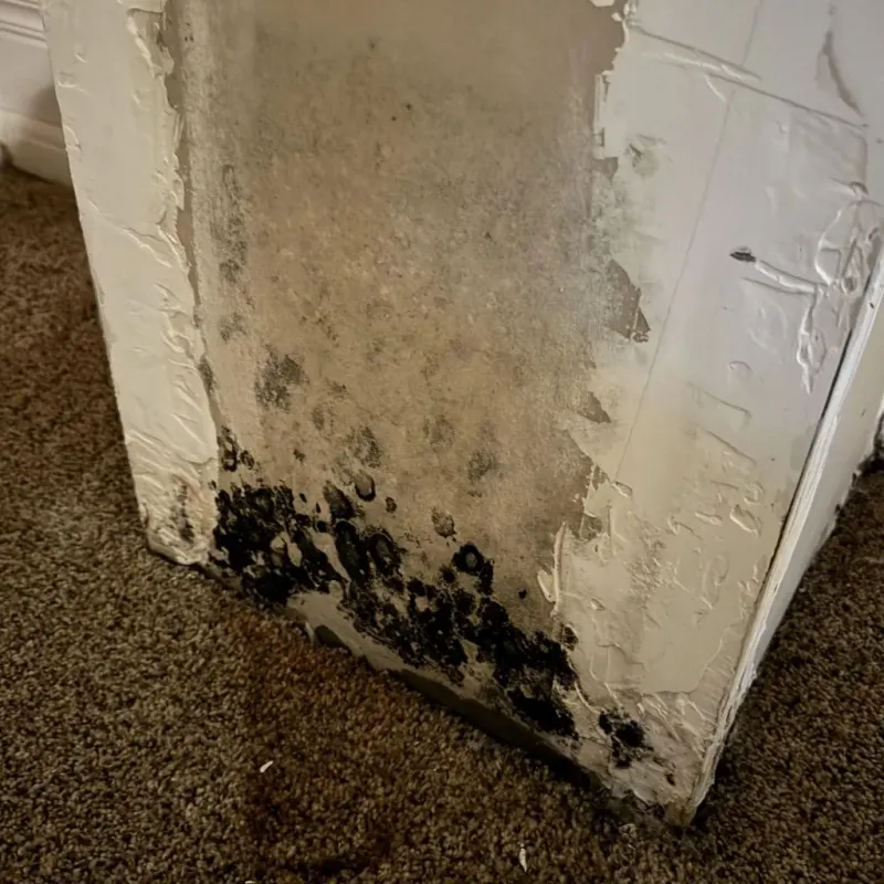 Professional Mold Removal in Greenwood, SC